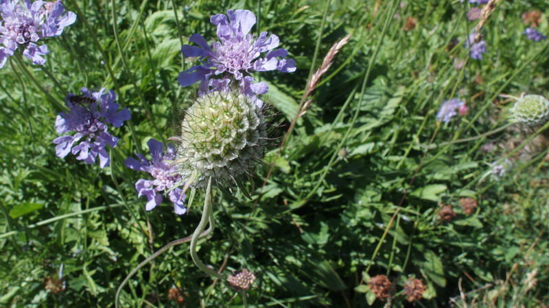 knautia o Scabiosa ??